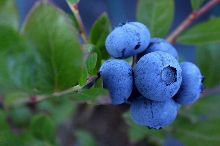 blueberries upang madagdagan ang potency