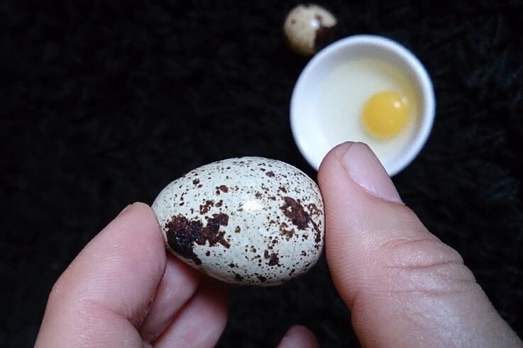 mga itlog ng pugo upang madagdagan ang potency