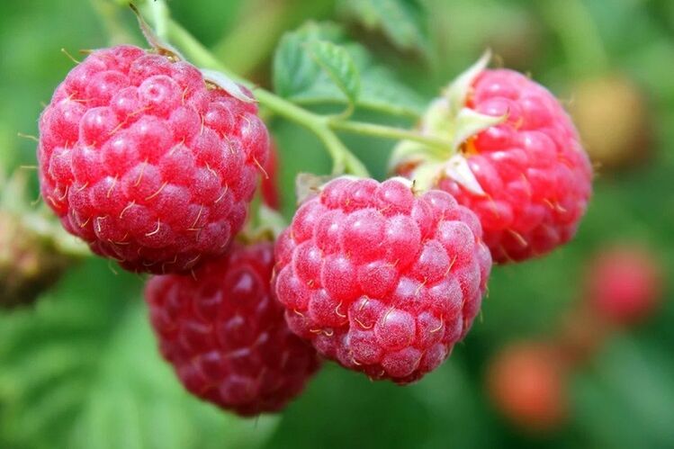 raspberry upang madagdagan ang potency